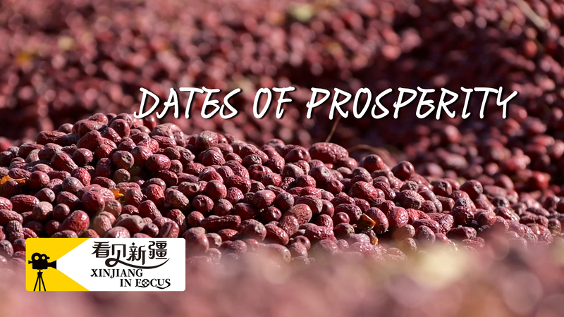 Xinjiang_s_Red_Dates__Sweet_Success_in_Ruoqiang_Orchards_poster - Khabar Asia Xinjiang_s_Red_Dates__Sweet_Success_in_Ruoqiang_Orchards video poster