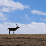 Xizang_Intensifies_Plateau_Ecosystem_Protection_Efforts - Khabar Asia Xizang_Intensifies_Plateau_Ecosystem_Protection_Efforts