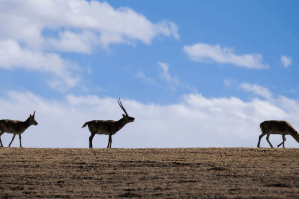 Xizang Intensifies Plateau Ecosystem Protection Efforts Xizang_Intensifies_Plateau_Ecosystem_Protection_Efforts