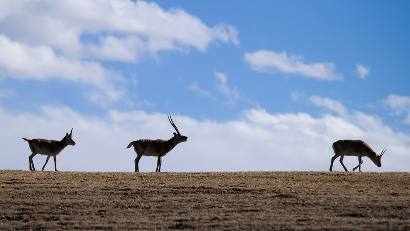 Xizang_Intensifies_Plateau_Ecosystem_Protection_Efforts - Khabar Asia Xizang_Intensifies_Plateau_Ecosystem_Protection_Efforts