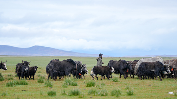 Xizang’s Plateau Industries Drive Economic Boom, Rural Revitalization Xizang_s_Plateau_Industries_Drive_Economic_Boom__Rural_Revitalization