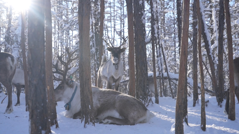 Reindeer Guardians of China’s Frozen Forests Revealed Reindeer Guardians of China’s Frozen Forests Revealed