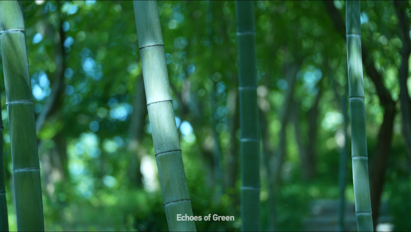Anji_s_Bamboo_Symphony__Nature_s_Untamed_Soundscape_poster - Khabar Asia Anji_s_Bamboo_Symphony__Nature_s_Untamed_Soundscape video poster