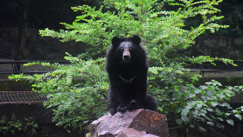 Asia’s Moon Bears Face Threats: Conservation Urged on International Day Asia_s_Moon_Bears_Face_Threats__Conservation_Urged_on_International_Day
