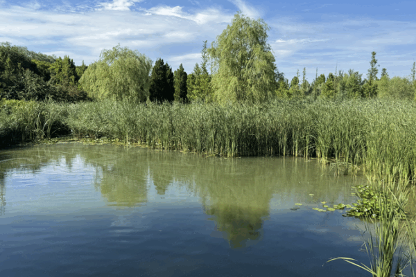 Beijing’s Wenyu River Park: A Model of Urban Ecological Revival Beijing_s_Wenyu_River_Park__A_Model_of_Urban_Ecological_Revival video poster