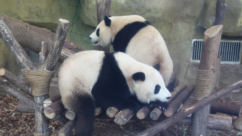 Chengdu Panda Base: A Global Hub for Giant Panda Conservation Chengdu_Panda_Base__A_Global_Hub_for_Giant_Panda_Conservation