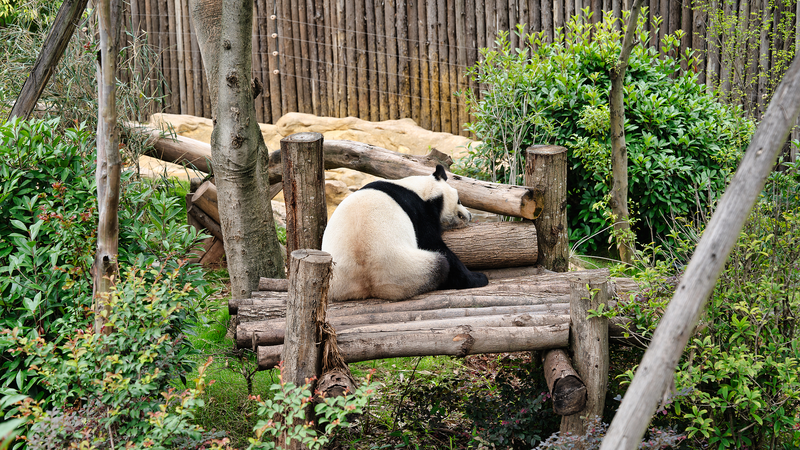 Chengdu Welcomes World Games Athletes with Panda Diplomacy and Cultural Tours Chengdu_Welcomes_World_Games_Athletes_with_Panda_Diplomacy_and_Cultural_Tours video poster