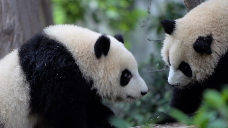 Chengdu’s Pandas Steal Spotlight at World Games Chengdu_s_Pandas_Steal_Spotlight_at_World_Games video poster