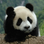 China_Establishes_Legal_Framework_for_5_National_Parks_to_Boost_Conservation - Khabar Asia China_Establishes_Legal_Framework_for_5_National_Parks_to_Boost_Conservation
