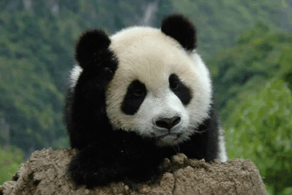 China_Establishes_Legal_Framework_for_5_National_Parks_to_Boost_Conservation - Khabar Asia China_Establishes_Legal_Framework_for_5_National_Parks_to_Boost_Conservation