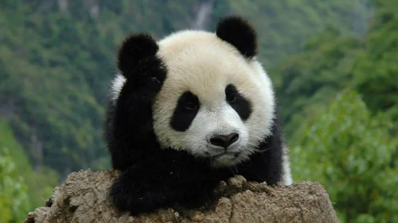 China_Establishes_Legal_Framework_for_5_National_Parks_to_Boost_Conservation