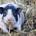 China_Pioneers_World_First_Gene_Edited_Pig_Lung_Transplant_in_Medical_Breakthrough - Khabar Asia China_Pioneers_World_First_Gene_Edited_Pig_Lung_Transplant_in_Medical_Breakthrough