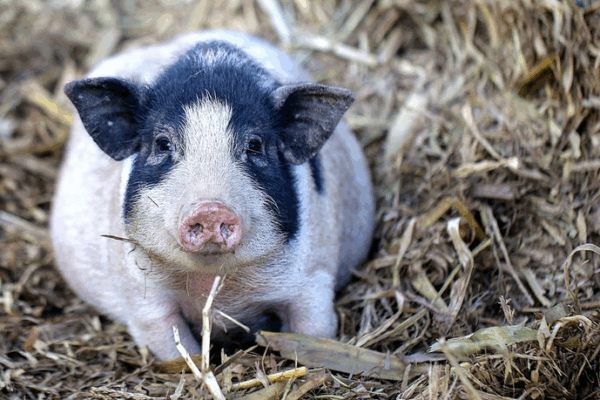 China Pioneers World First Gene-Edited Pig Lung Transplant in Medical Breakthrough China_Pioneers_World_First_Gene_Edited_Pig_Lung_Transplant_in_Medical_Breakthrough