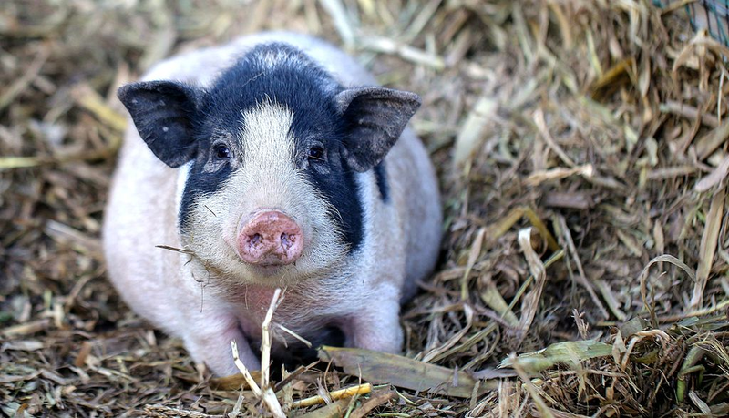 China_Pioneers_World_First_Gene_Edited_Pig_Lung_Transplant_in_Medical_Breakthrough