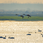 China_s_Dongting_Lake_Becomes_Haven_for_Migratory_Birds_as_Conservation_Efforts_Expand