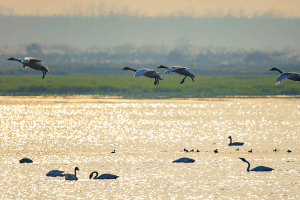 China’s Dongting Lake Becomes Haven for Migratory Birds as Conservation Efforts Expand China_s_Dongting_Lake_Becomes_Haven_for_Migratory_Birds_as_Conservation_Efforts_Expand