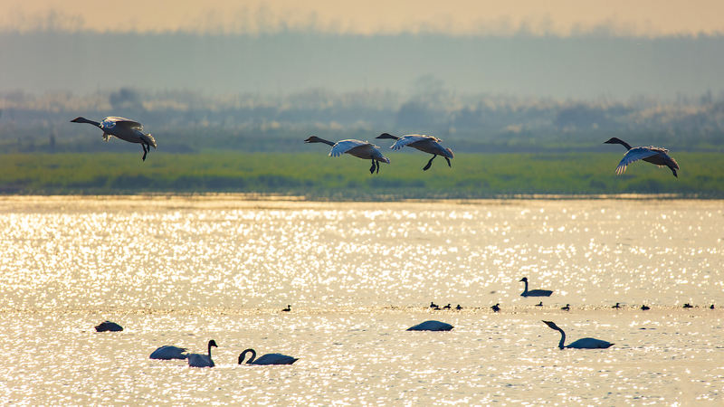 China_s_Dongting_Lake_Becomes_Haven_for_Migratory_Birds_as_Conservation_Efforts_Expand
