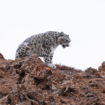 China_s_National_Parks_Drive_Wildlife_Revival__Pandas_Thrive