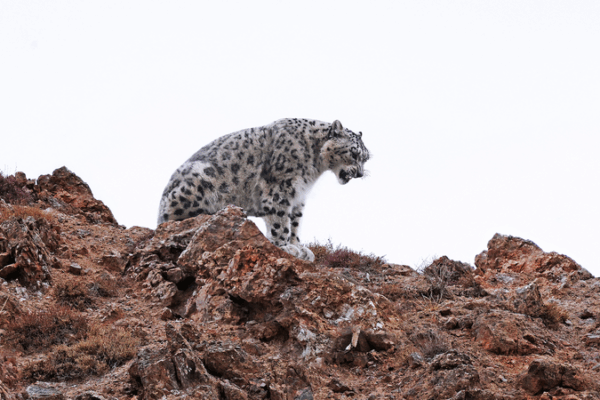 China’s National Parks Drive Wildlife Revival, Pandas Thrive China_s_National_Parks_Drive_Wildlife_Revival__Pandas_Thrive