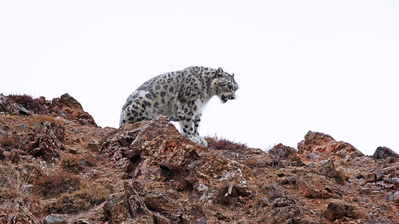 China_s_National_Parks_Drive_Wildlife_Revival__Pandas_Thrive