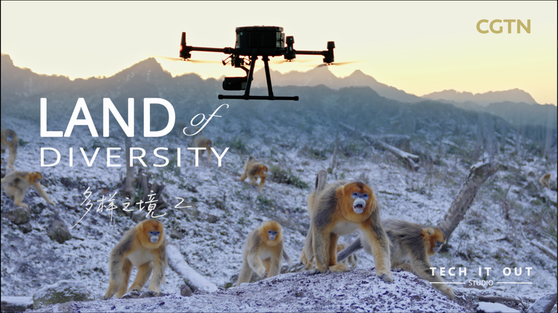 China’s Tech Breakthrough: Facial Recognition for Monkeys Aids Conservation China_s_Tech_Breakthrough__Facial_Recognition_for_Monkeys_Aids_Conservation video poster