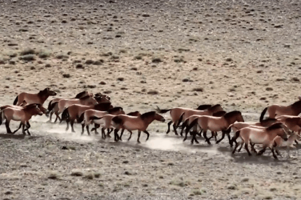 China’s Wild Horse Population Surpasses 900 Milestone China_s_Wild_Horse_Population_Surpasses_900_Milestone video poster
