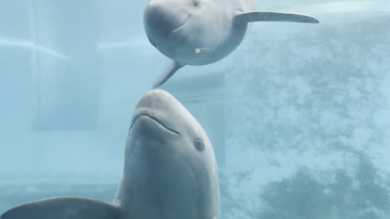 China’s Yangtze Finless Porpoise Population Rebounds Through Artificial Breeding China_s_Yangtze_Finless_Porpoise_Population_Rebounds_Through_Artificial_Breeding video poster