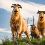 China_s__Two_Mountains__Concept_Spurs_Biodiversity_Revival