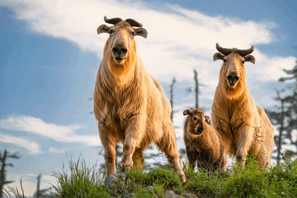 China’s ‘Two Mountains’ Concept Spurs Biodiversity Revival China_s__Two_Mountains__Concept_Spurs_Biodiversity_Revival