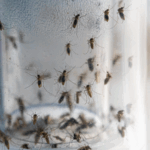 Chinese_Scientists_Unveil_Smart_Mosquito_Surveillance_System_to_Combat_Disease_Spread - Khabar Asia Chinese_Scientists_Unveil_Smart_Mosquito_Surveillance_System_to_Combat_Disease_Spread