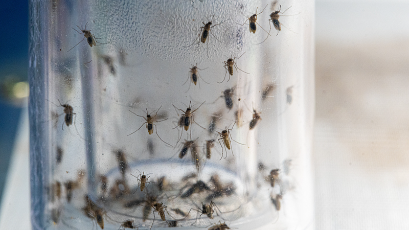 Chinese_Scientists_Unveil_Smart_Mosquito_Surveillance_System_to_Combat_Disease_Spread