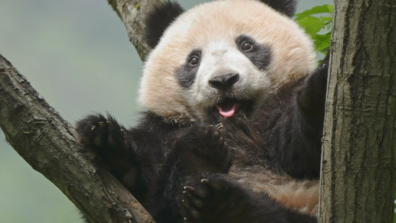 China’s Third National Park Forum Champions Conservation & Sustainability