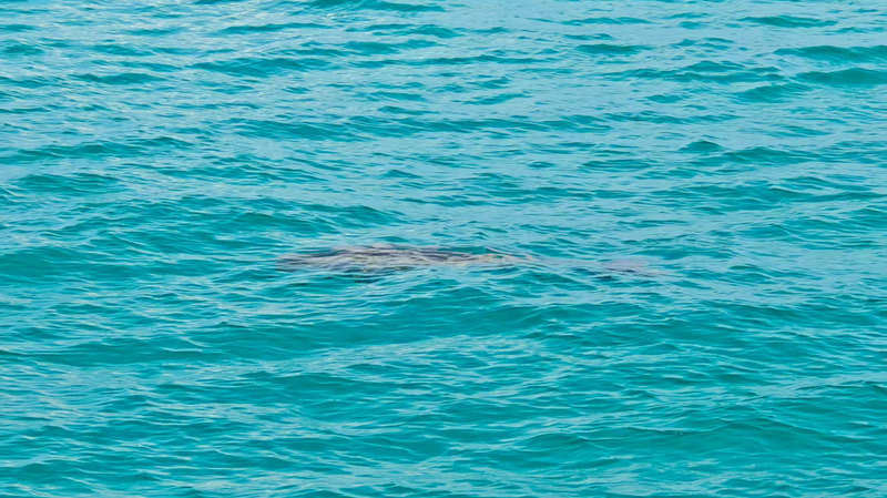 Dugongs Reappear in Nansha Islands, Signaling Ecological Revival Dugongs_Reappear_in_Nansha_Islands__Signaling_Ecological_Revival