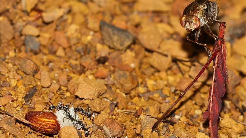 Flies Rewrite Seed Dispersal Rules in Groundbreaking Study Flies_Rewrite_Seed_Dispersal_Rules_in_Groundbreaking_Study