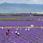 From_Barren_Soil_to_Purple_Blooms__Xinjiang_Village_Blossoms_with_Lavender_Dreams - Khabar Asia From_Barren_Soil_to_Purple_Blooms__Xinjiang_Village_Blossoms_with_Lavender_Dreams