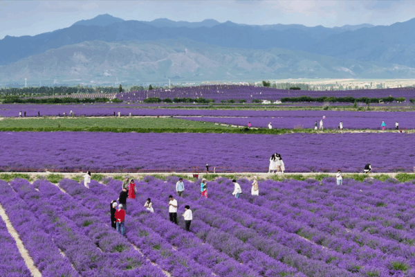 From Barren Soil to Purple Blooms: Xinjiang Village Blossoms with Lavender Dreams From_Barren_Soil_to_Purple_Blooms__Xinjiang_Village_Blossoms_with_Lavender_Dreams