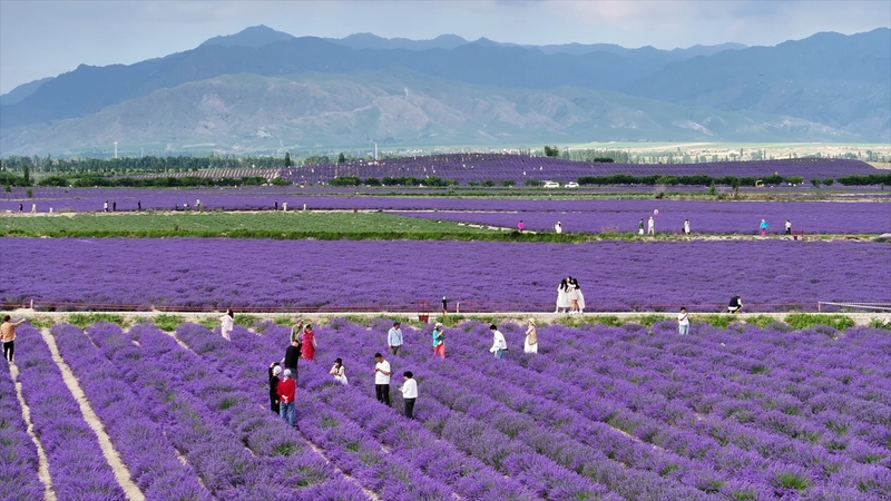 From_Barren_Soil_to_Purple_Blooms__Xinjiang_Village_Blossoms_with_Lavender_Dreams