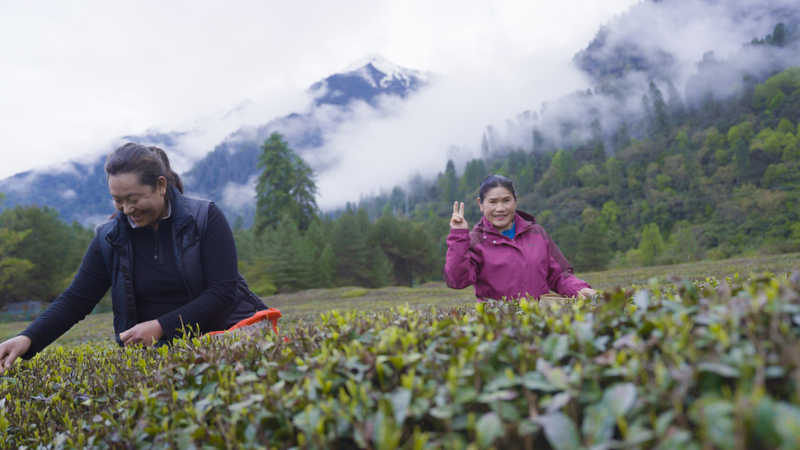 From Leaf to Cup: Cao Aiping Crafts Tea at 2,200 Meters From_Leaf_to_Cup__Cao_Aiping_Crafts_Tea_at_2_200_Meters video poster