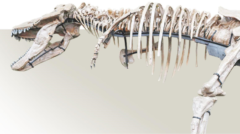 Giant Tyrannosaur Discovery in China Challenges T. Rex Supremacy Giant_Tyrannosaur_Discovery_in_China_Challenges_T__Rex_Supremacy