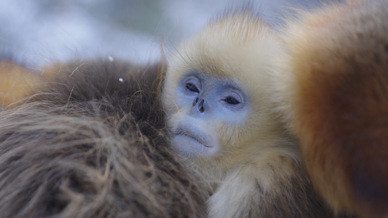 Golden Snub-Nosed Monkeys: Masters of Winter Survival in China’s Qinling Mountains Golden_Snub_Nosed_Monkeys__Masters_of_Winter_Survival_in_China_s_Qinling_Mountains