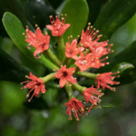 Hainan_s_Mangrove_Revival_Spurs_Ecological_and_Economic_Growth