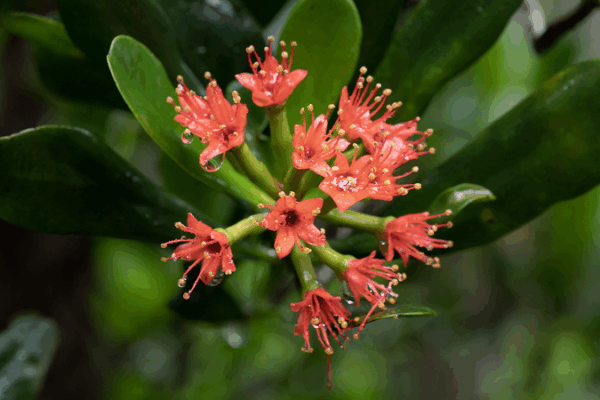 Hainan’s Mangrove Revival Spurs Ecological and Economic Growth Hainan_s_Mangrove_Revival_Spurs_Ecological_and_Economic_Growth