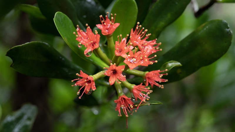Hainan_s_Mangrove_Revival_Spurs_Ecological_and_Economic_Growth
