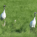 Heilongjiang_Wetlands_Host_250__Bird_Species_in_Thriving_Ecosystem_poster - Khabar Asia Heilongjiang_Wetlands_Host_250__Bird_Species_in_Thriving_Ecosystem video poster