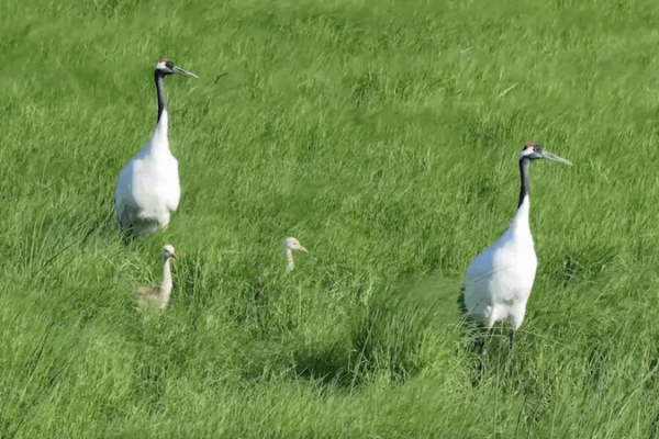 Heilongjiang Wetlands Host 250+ Bird Species in Thriving Ecosystem Heilongjiang_Wetlands_Host_250__Bird_Species_in_Thriving_Ecosystem video poster