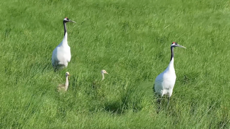 Heilongjiang_Wetlands_Host_250__Bird_Species_in_Thriving_Ecosystem_poster - Khabar Asia Heilongjiang_Wetlands_Host_250__Bird_Species_in_Thriving_Ecosystem video poster