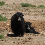 Highland_Herding_Goes_High_Tech__Smart_Ranch_Transforms_Tibetan_Plateau - Khabar Asia Highland_Herding_Goes_High_Tech__Smart_Ranch_Transforms_Tibetan_Plateau