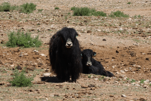 Highland Herding Goes High-Tech: Smart Ranch Transforms Tibetan Plateau Highland_Herding_Goes_High_Tech__Smart_Ranch_Transforms_Tibetan_Plateau
