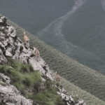 Ibex_Goats_Scale_Xinjiang_Cliffs_in_Stunning_Display_of_Agility_poster - Khabar Asia Ibex_Goats_Scale_Xinjiang_Cliffs_in_Stunning_Display_of_Agility video poster