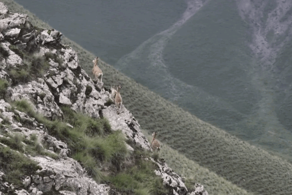 Ibex Goats Scale Xinjiang Cliffs in Stunning Display of Agility Ibex_Goats_Scale_Xinjiang_Cliffs_in_Stunning_Display_of_Agility video poster